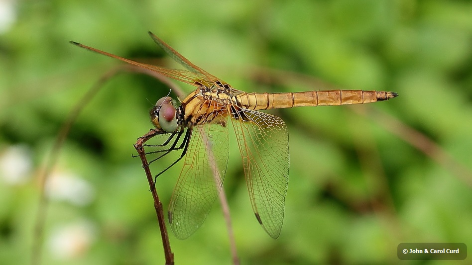 _MG_5055 Trithemis aurora imm male.JPG